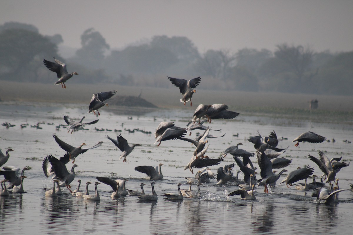 Oie à tête barrée - ML647012046