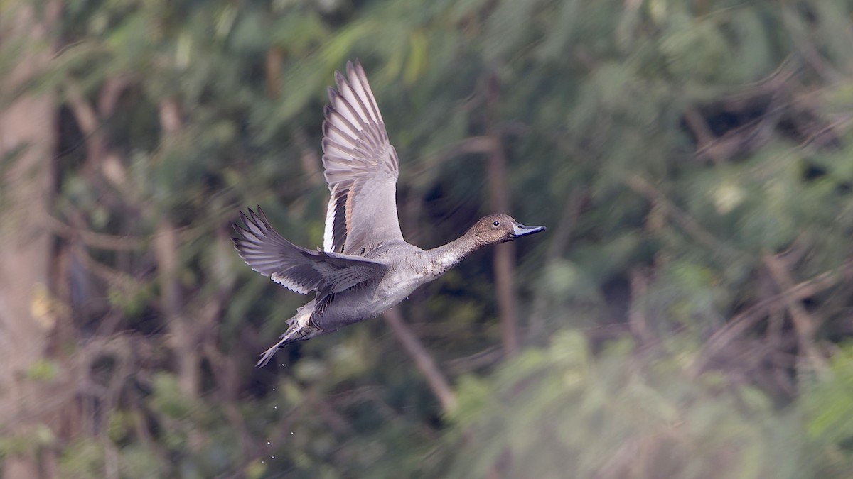 Шовтгор алаг нугас - ML647012047