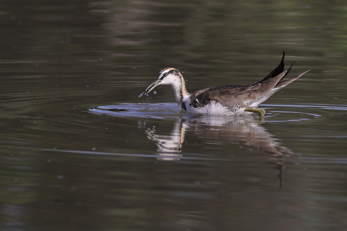 Фазанохвостая якана - ML647012048