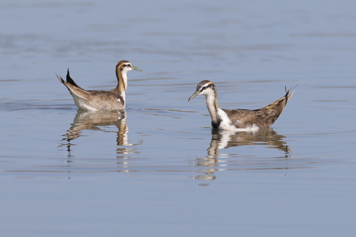 Фазанохвостая якана - ML647012049