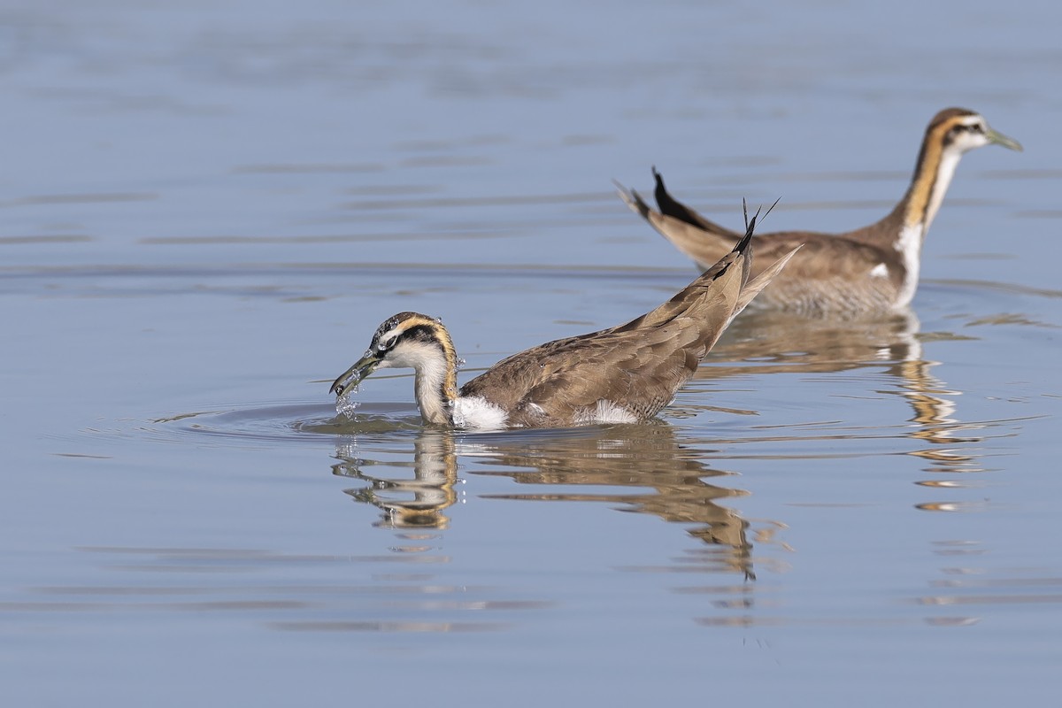 Фазанохвостая якана - ML647012050