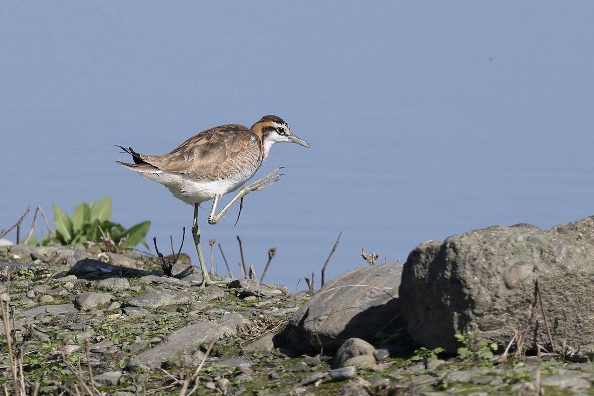 Фазанохвостая якана - ML647012056