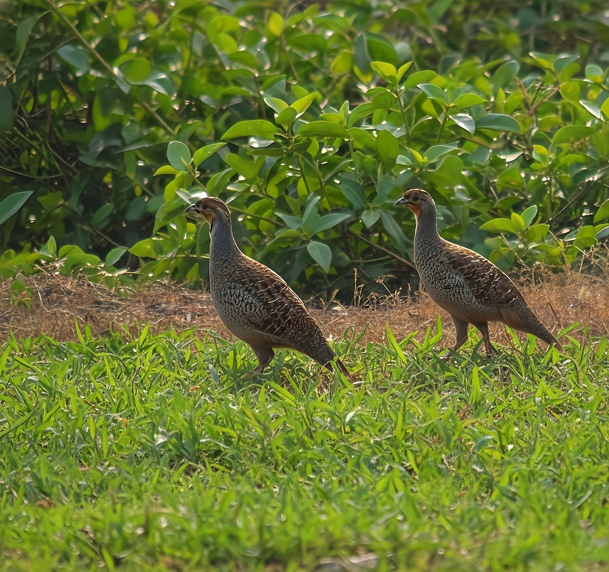 Gray Francolin - ML647012057