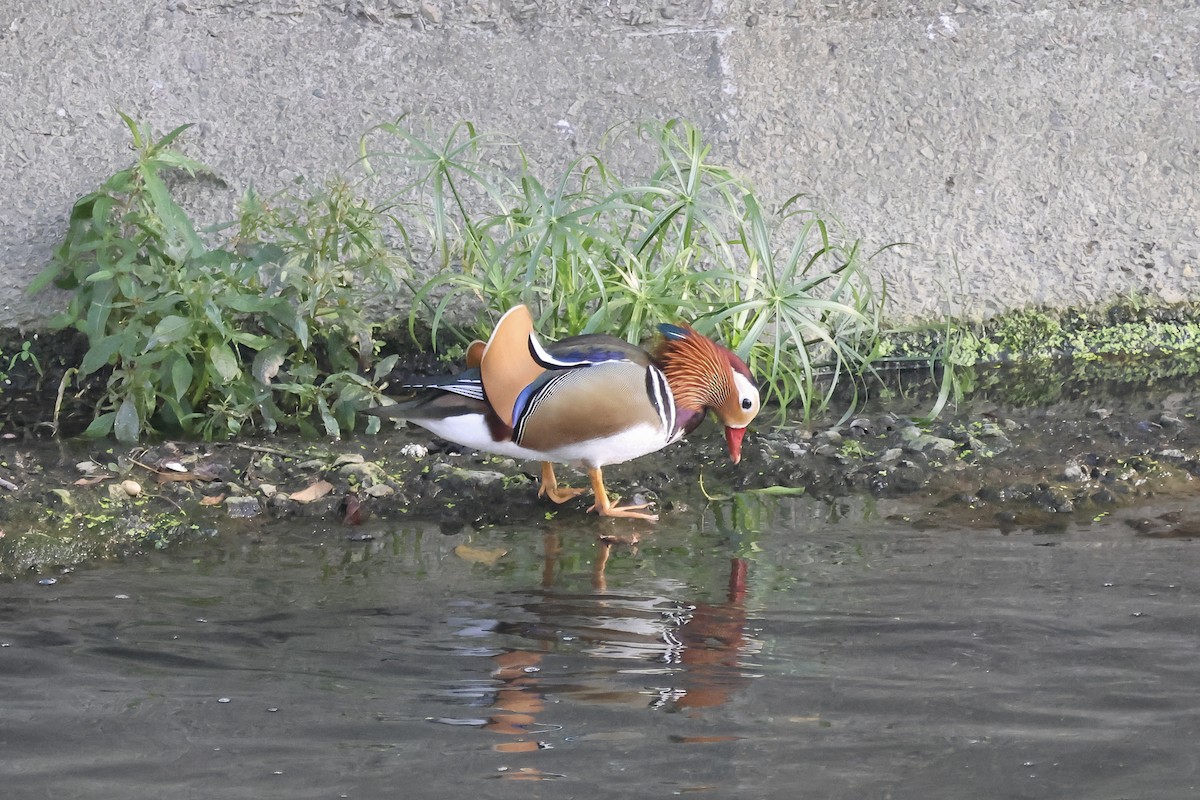 Мандаринка - ML647012058