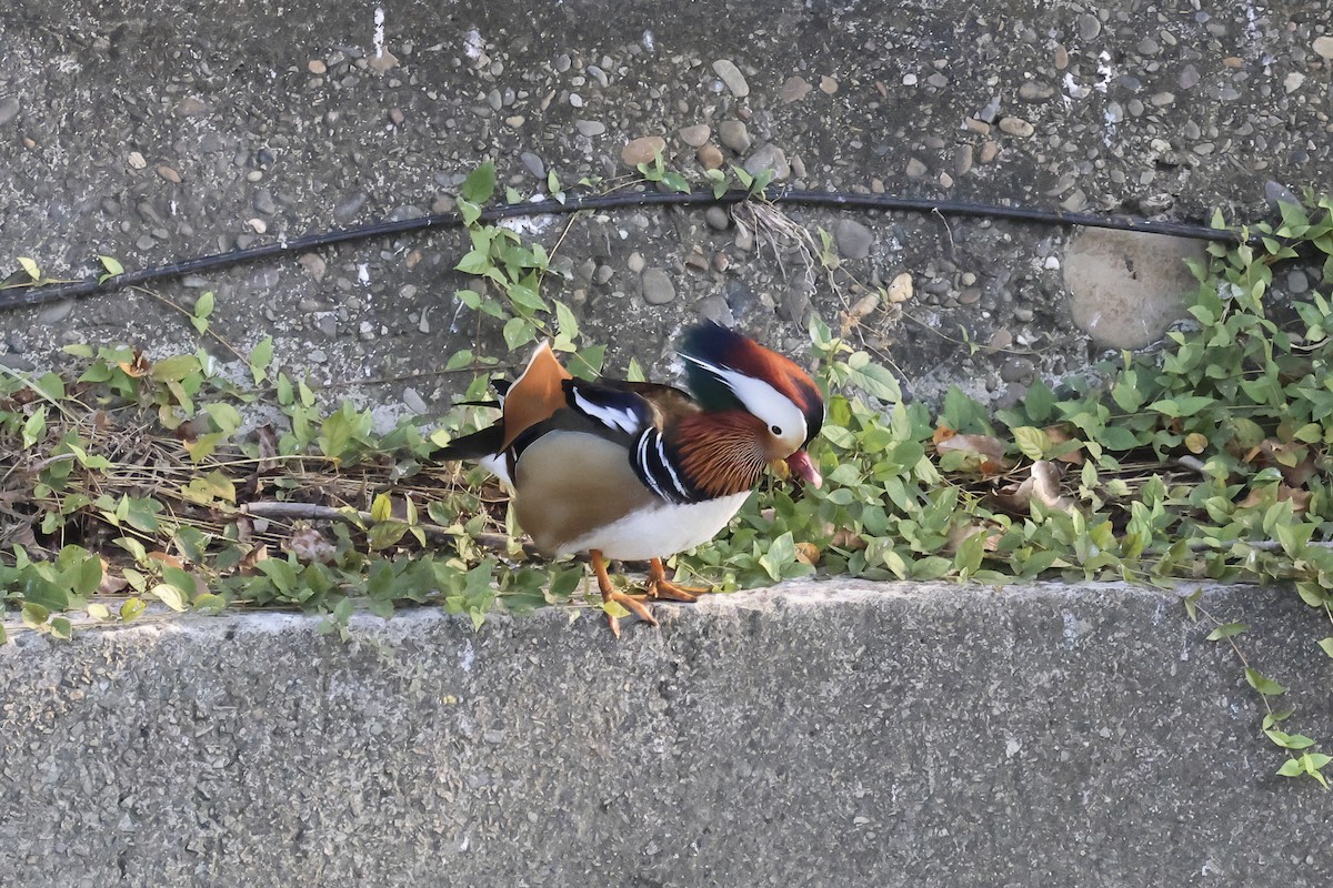 Мандаринка - ML647012059