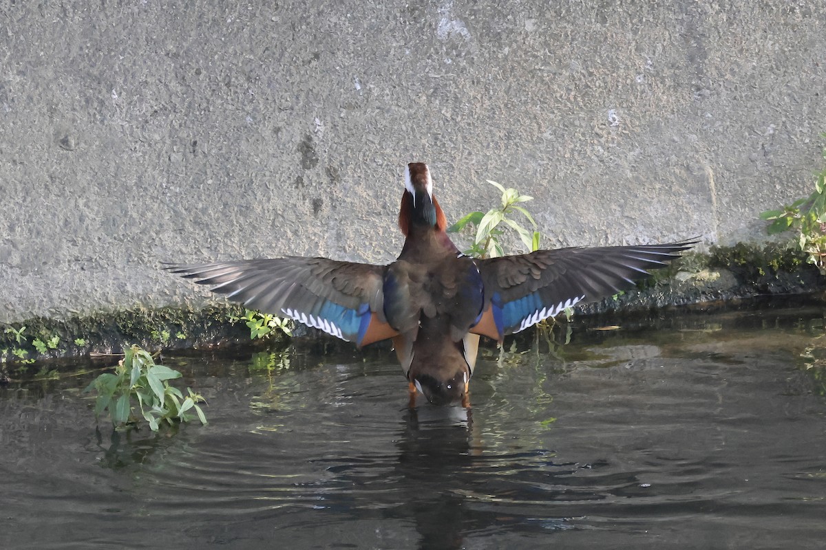 Мандаринка - ML647012060