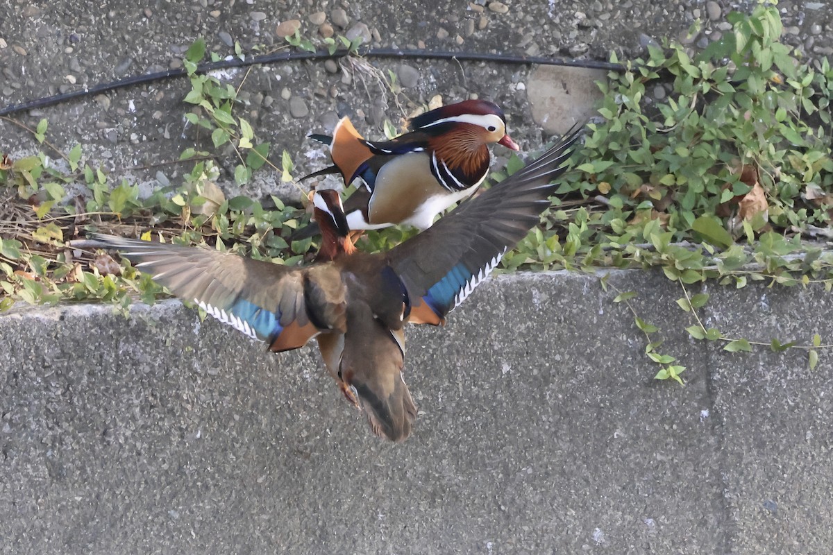 Мандаринка - ML647012061