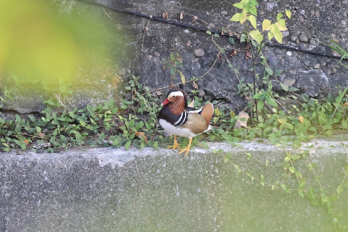 Мандаринка - ML647012062