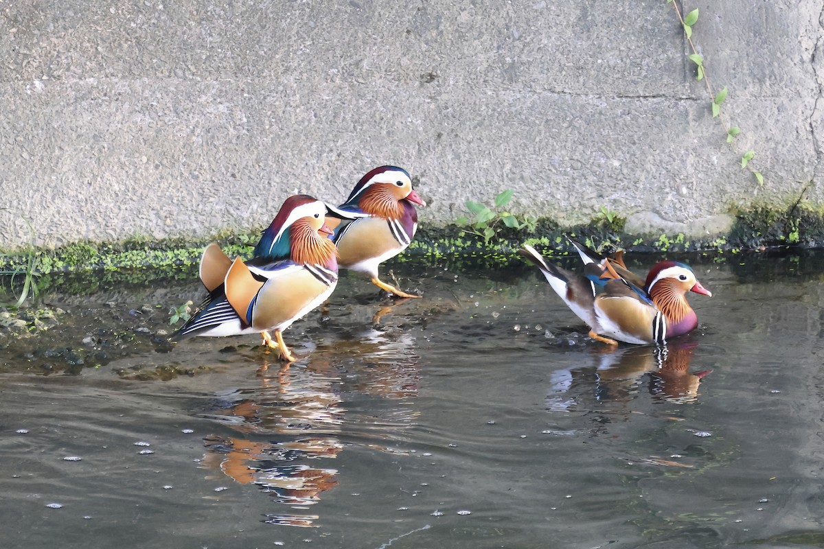 Мандаринка - ML647012063