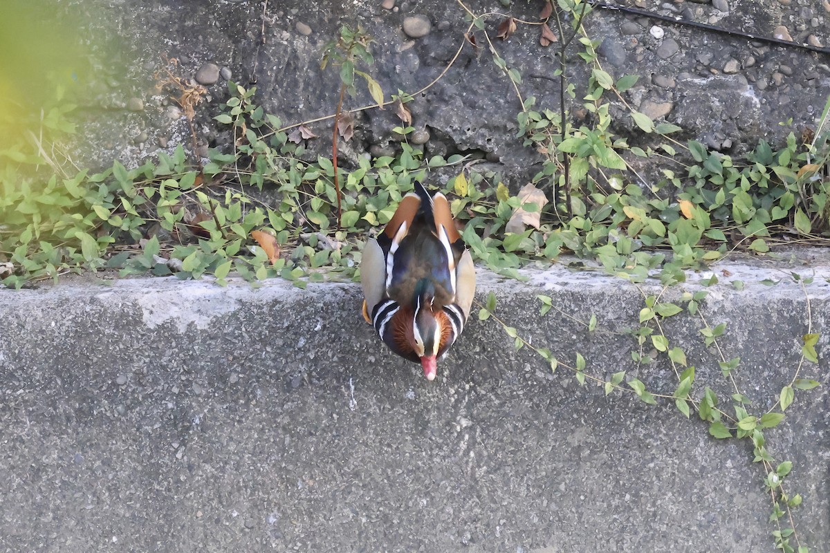 Мандаринка - ML647012064