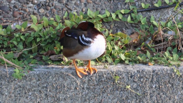 Мандаринка - ML647012066