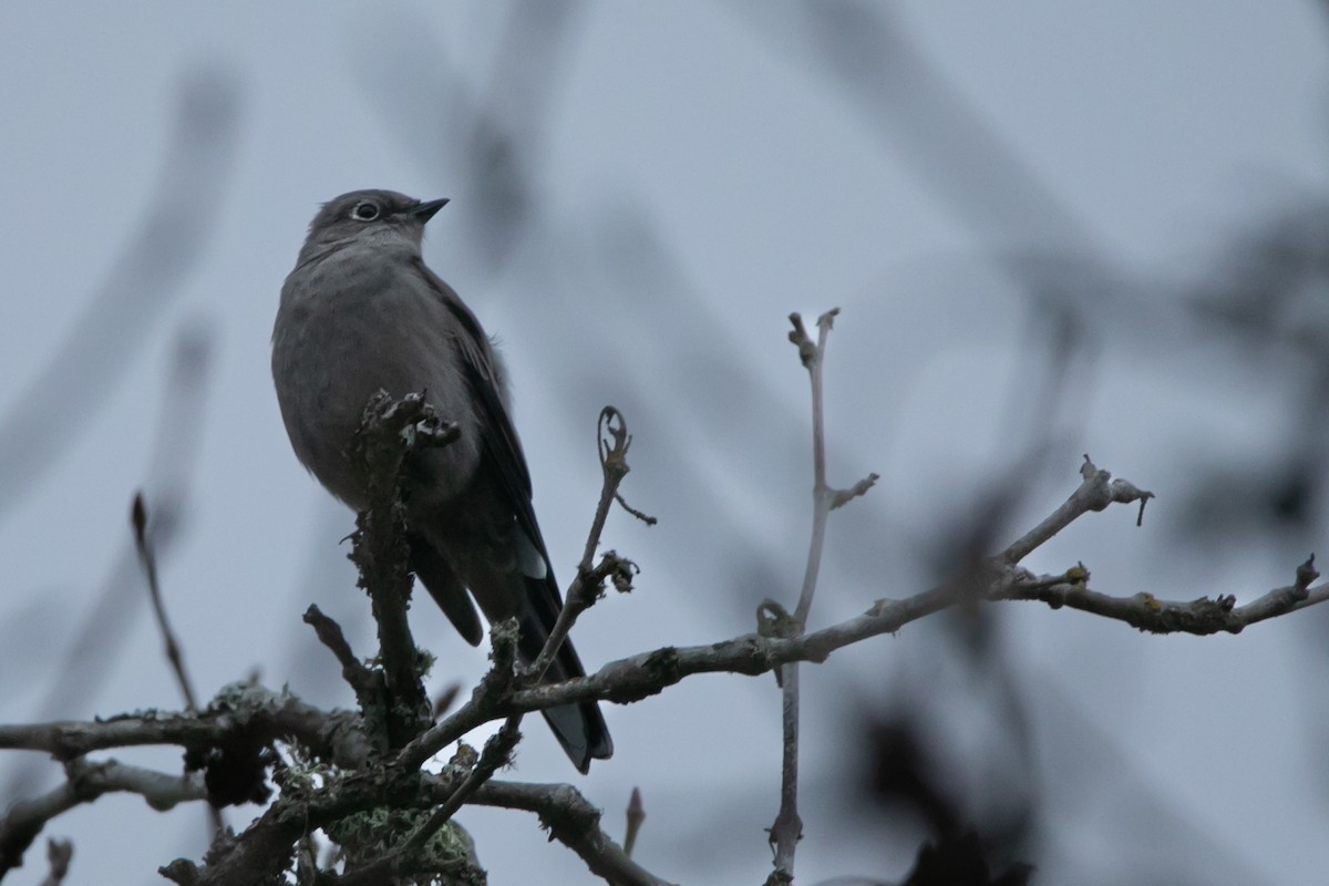 Townsend's Solitaire - ML647012067