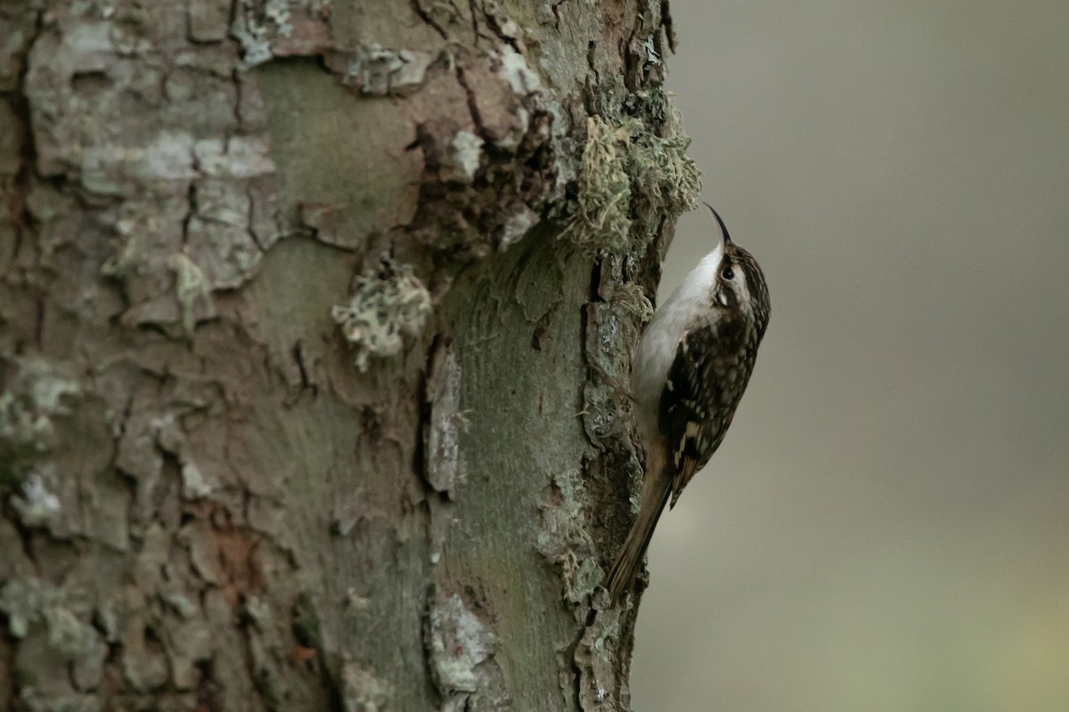 Brown Creeper - ML647012074