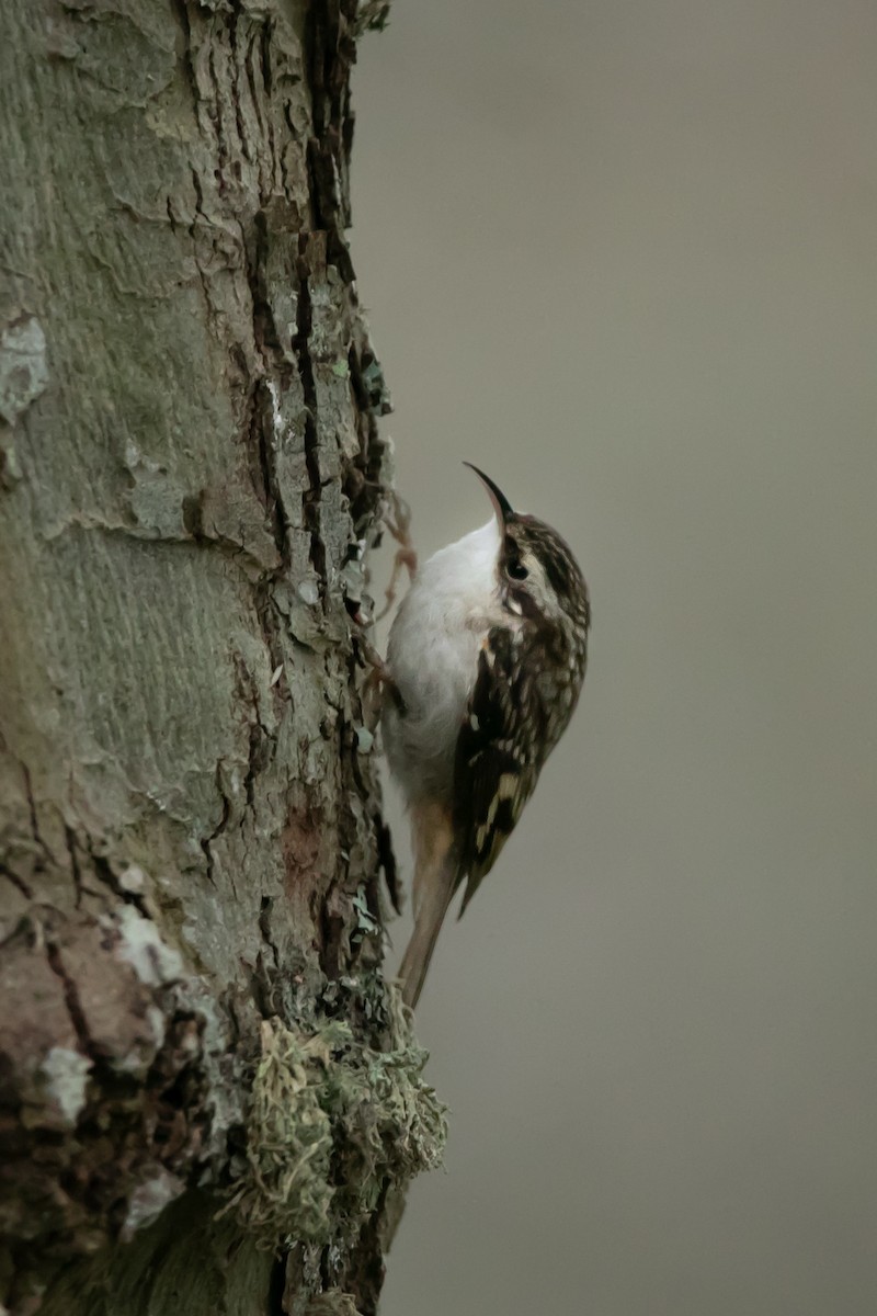 Brown Creeper - ML647012076