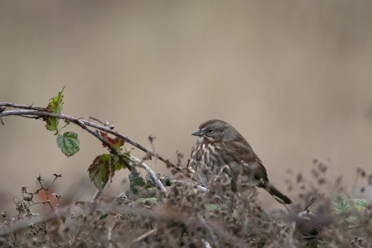 Song Sparrow - ML647012078