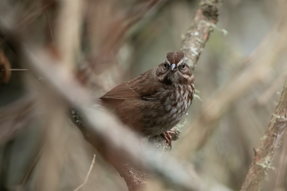 Song Sparrow - ML647012081