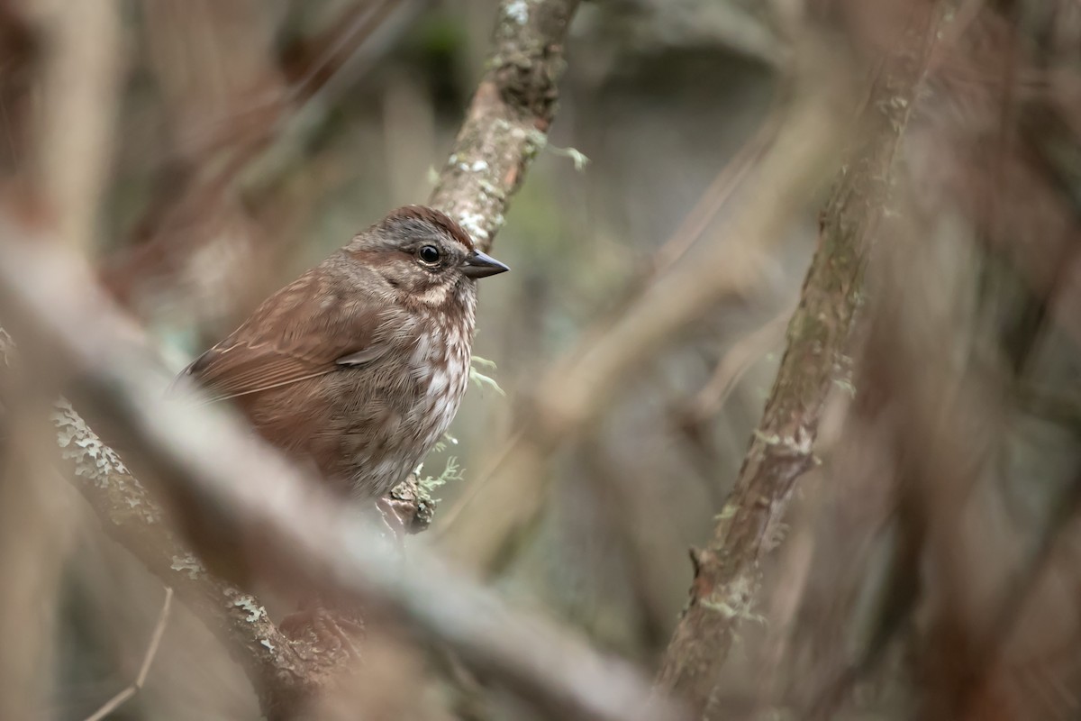 Song Sparrow - ML647012082