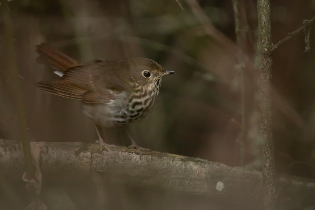 Hermit Thrush - ML647012093
