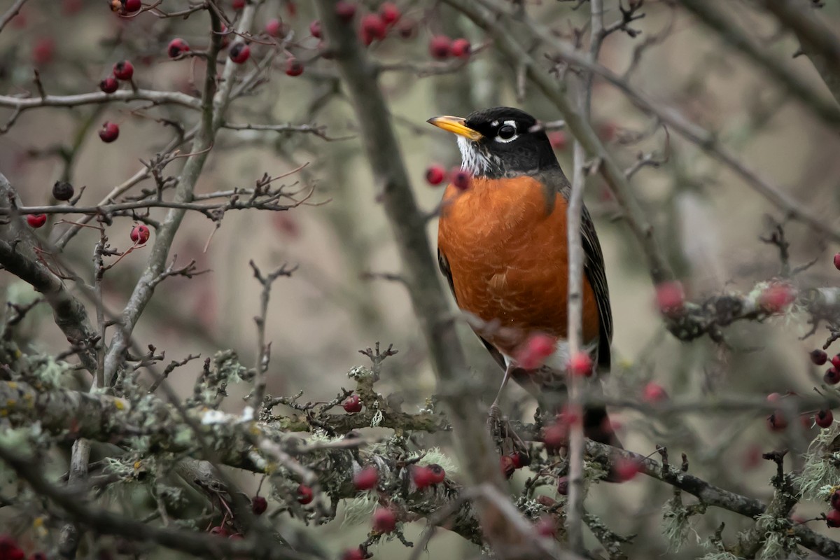 American Robin - ML647012101