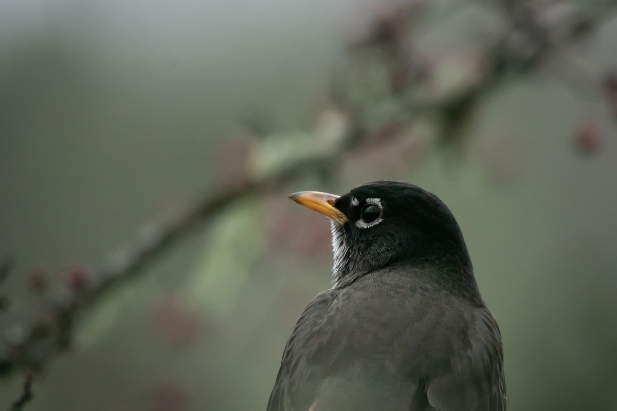 American Robin - ML647012103
