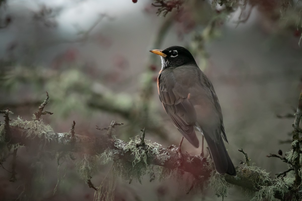 American Robin - ML647012104