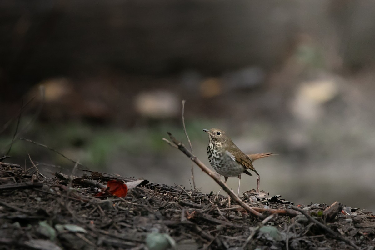 Hermit Thrush - ML647012109
