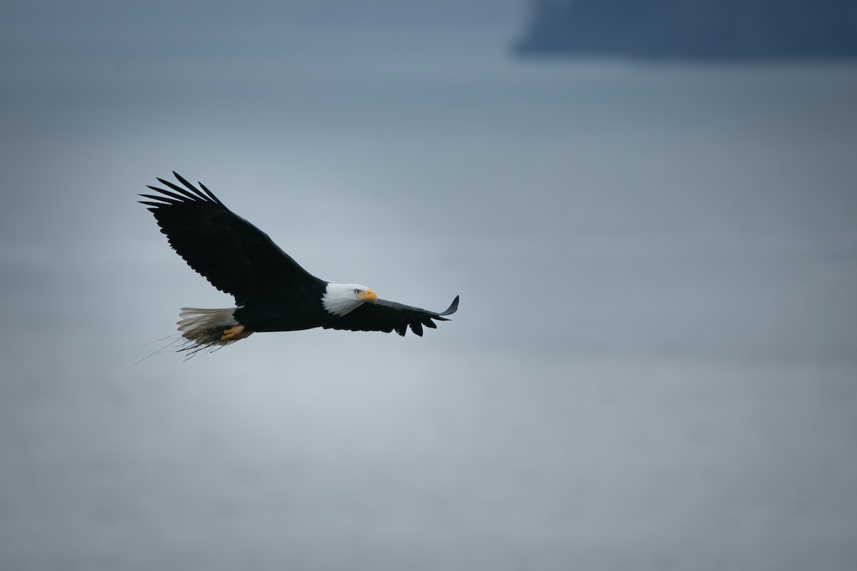 Bald Eagle - ML647012111