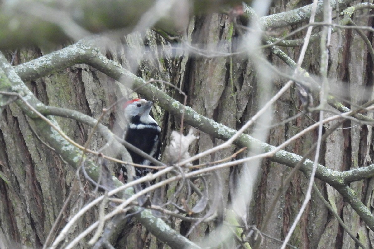 Middle Spotted Woodpecker - ML647012123