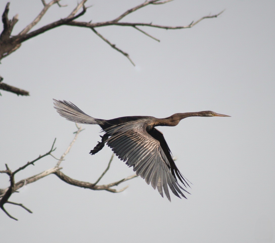 orientslangehals - ML647012129