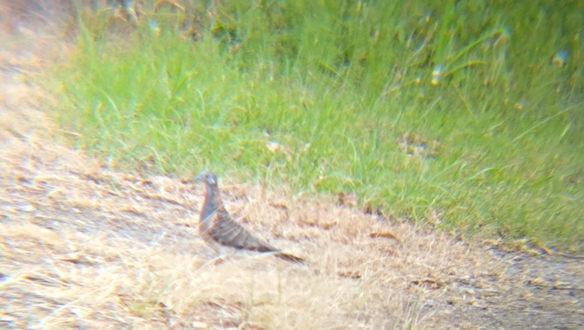 Bar-shouldered Dove - ML647012131