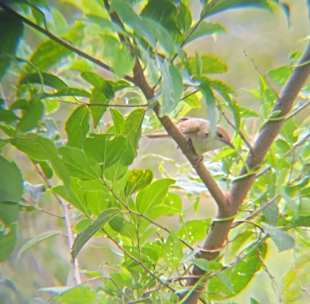 ズアカオオセッカ - ML647012133