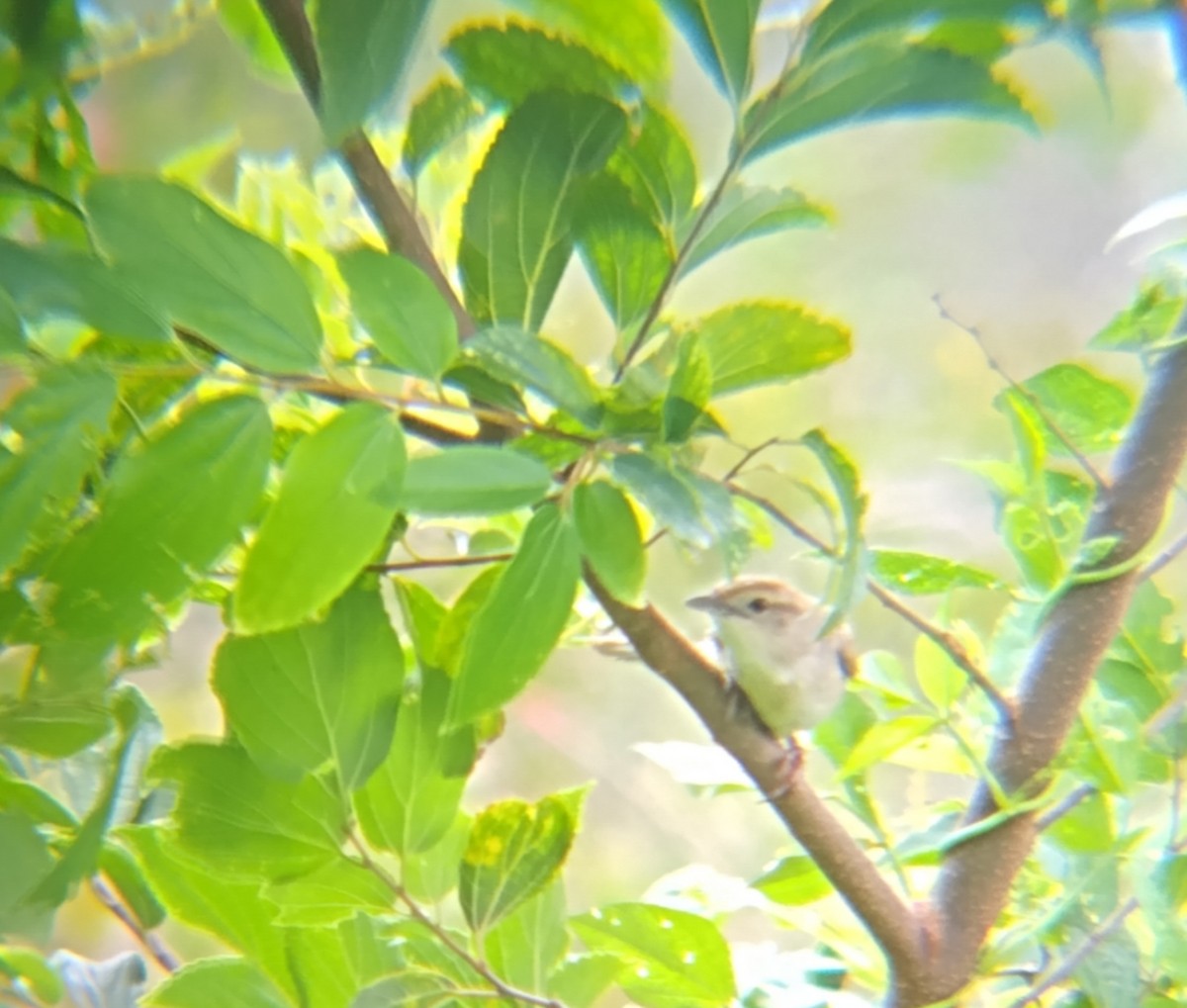 ズアカオオセッカ - ML647012134