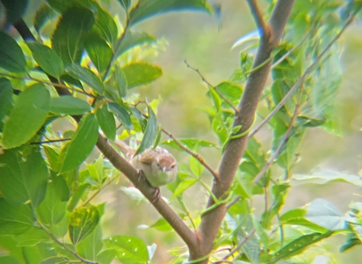 ズアカオオセッカ - ML647012135