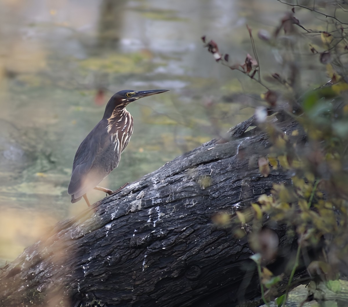 Black Bittern - ML647012136