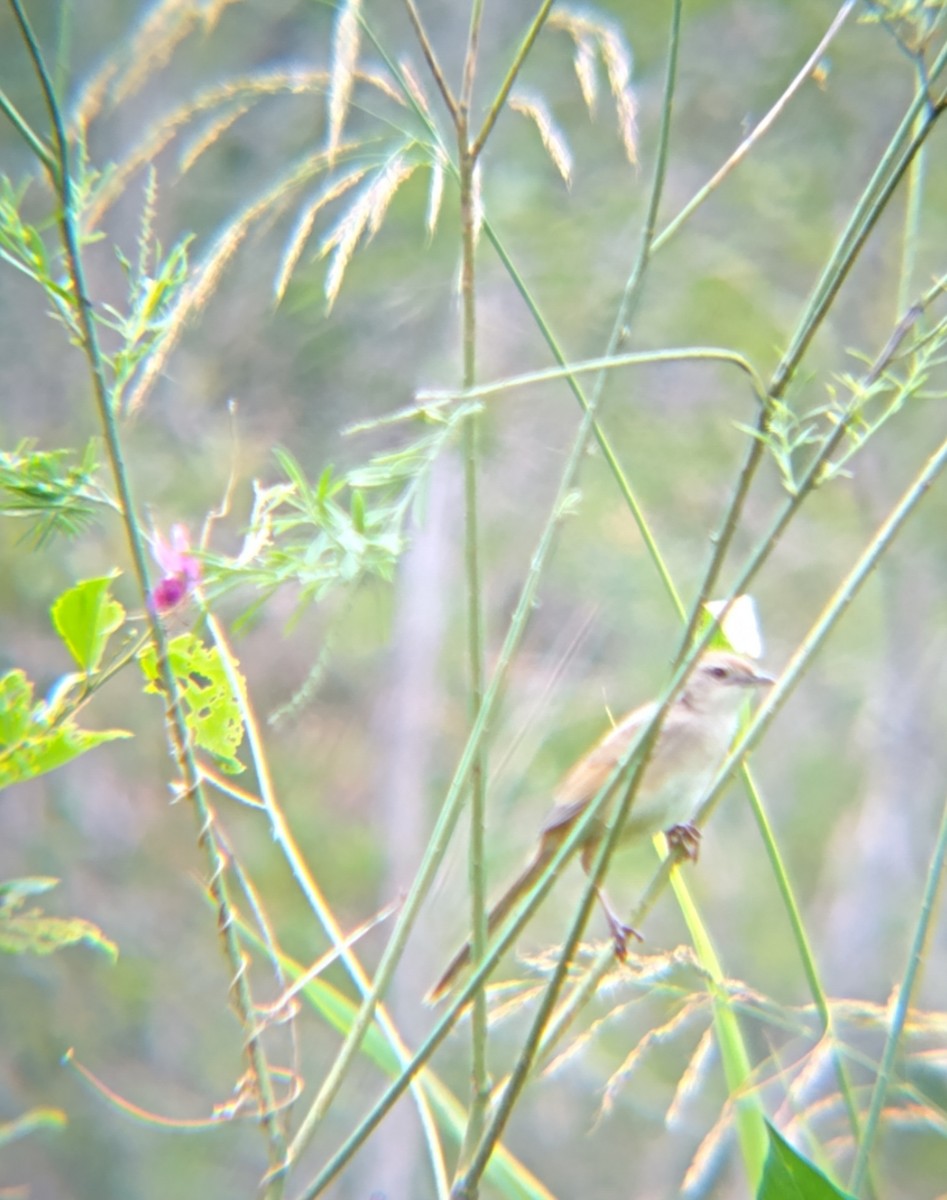 ズアカオオセッカ - ML647012137