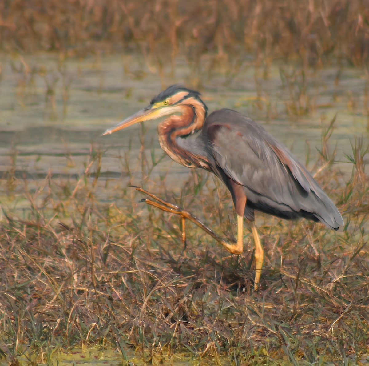 紫鷺 - ML647012158