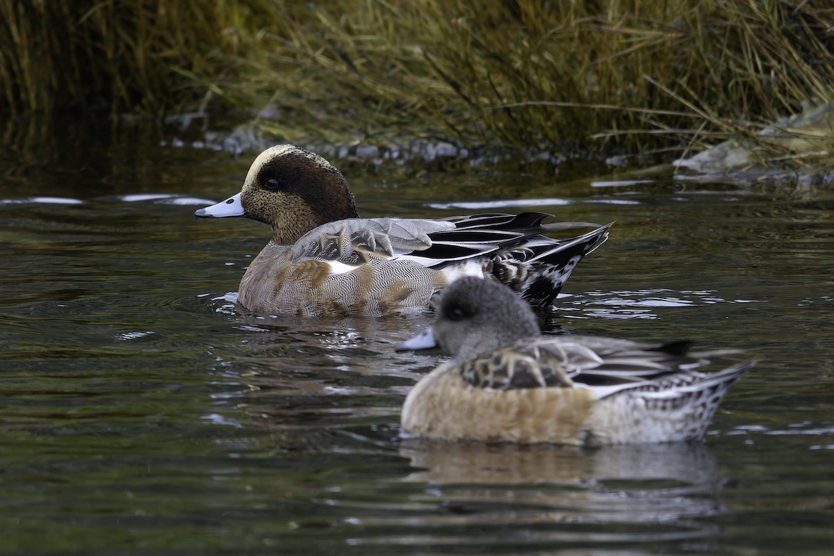Eurasian x American Wigeon (hybrid) - ML647012162