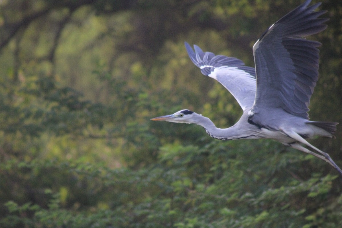 蒼鷺 - ML647012166