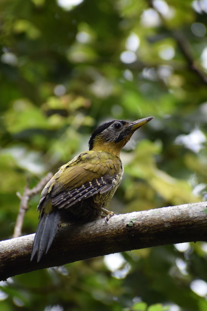 Laced Woodpecker - ML647012168