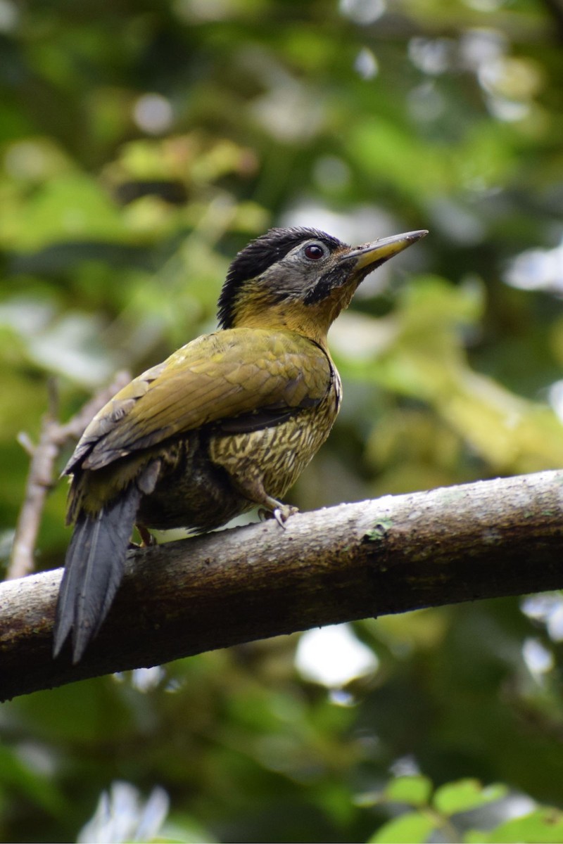 Laced Woodpecker - ML647012169