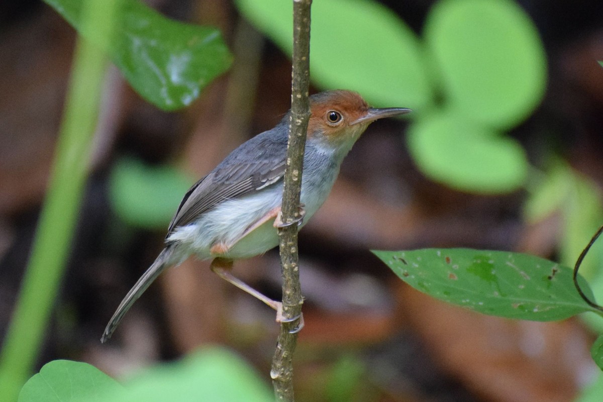 Ashy Tailorbird - ML647012170