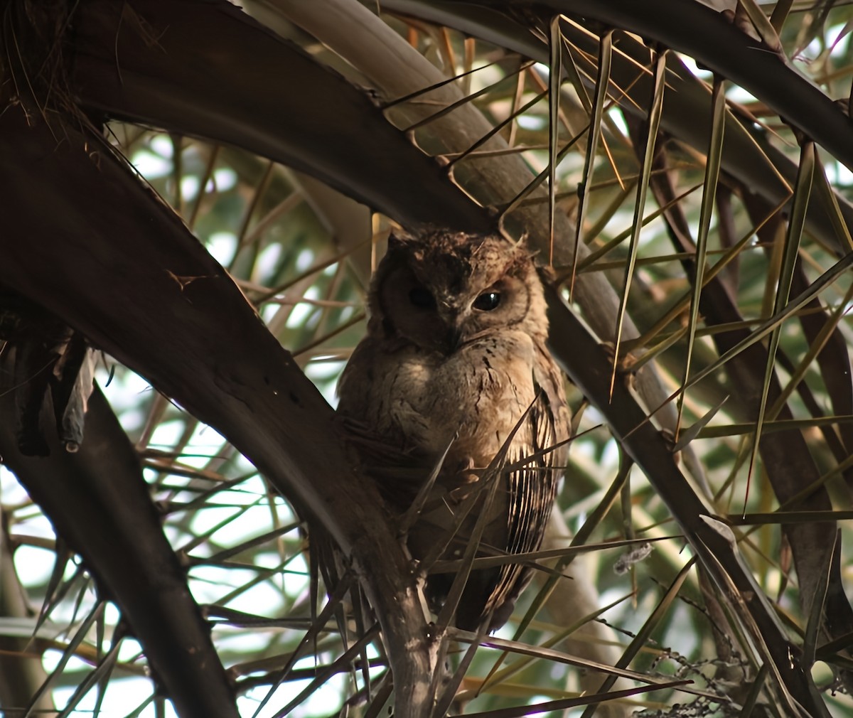 Indian Scops-Owl - ML647012171