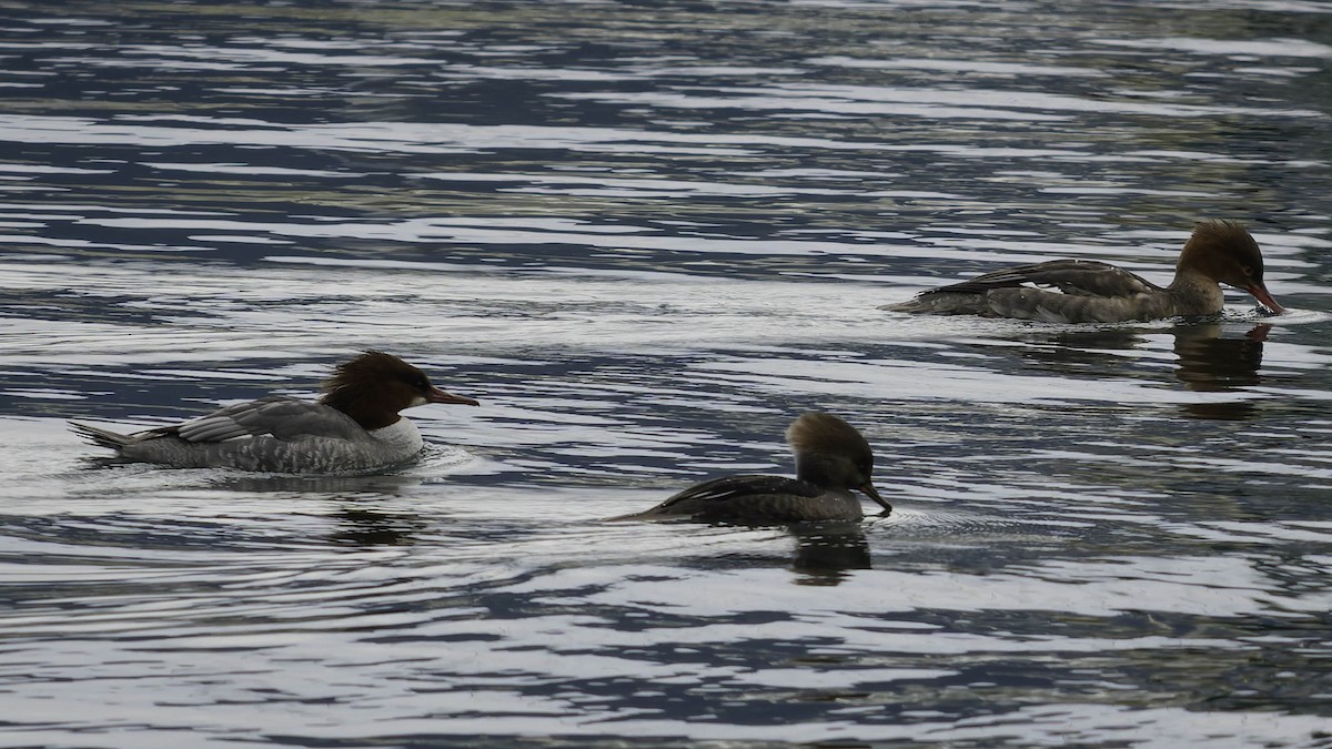 川秋沙 - ML647012172