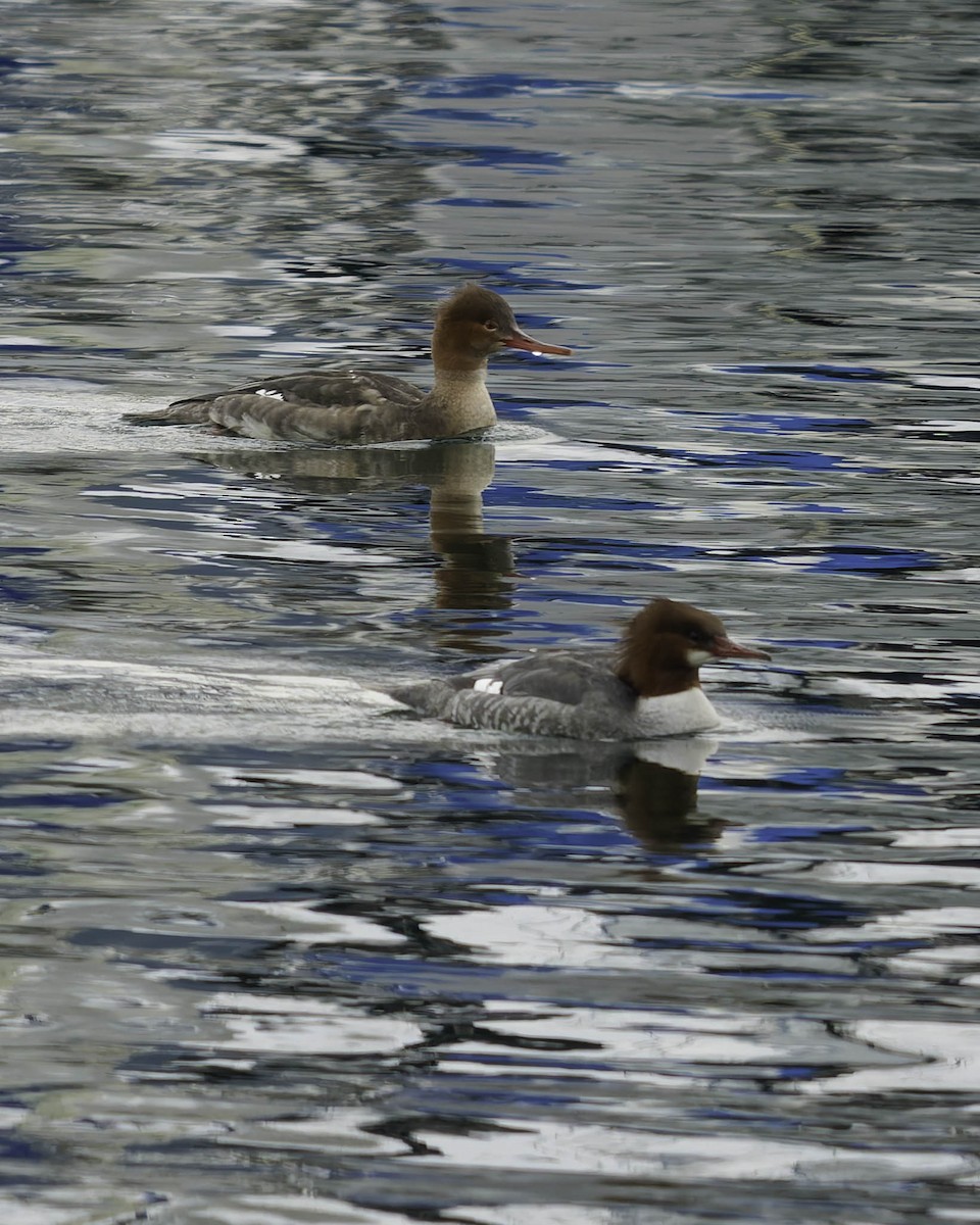 מרגון בינוני - ML647012173