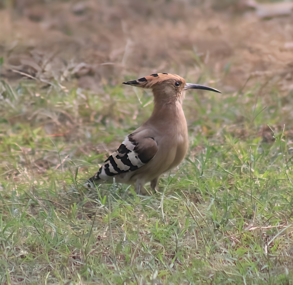 戴勝 - ML647012174