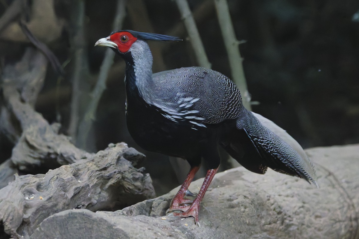 Kalij Pheasant - ML647012176