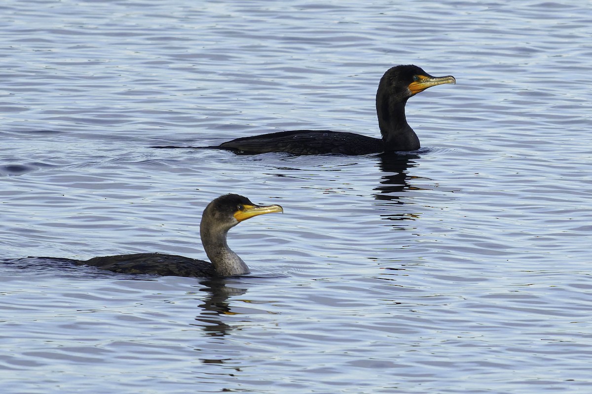 kormorán ušatý - ML647012177