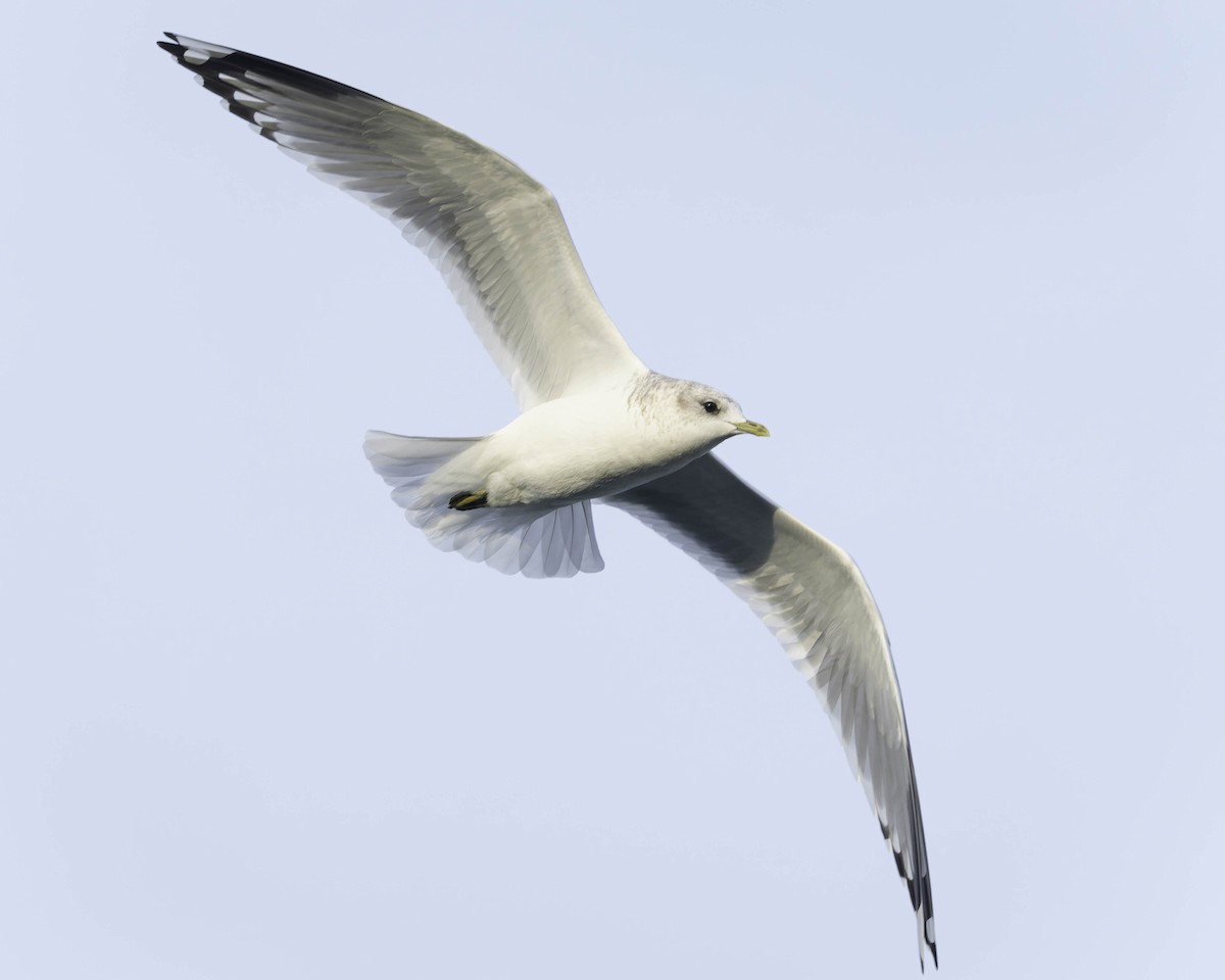 Short-billed Gull - ML647012179