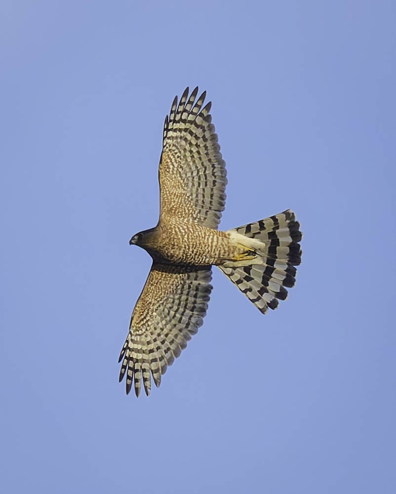 Cooper's Hawk - ML647012180