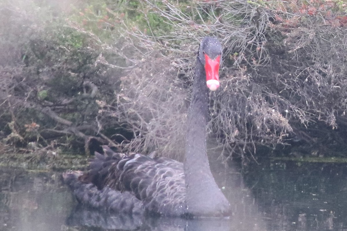 黑天鵝 - ML647012181